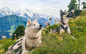 Zelten mit Hund in den Bergen - Teil 2